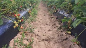 Мощный сорт ранней клубники Вайбрант. Первое плодоношение