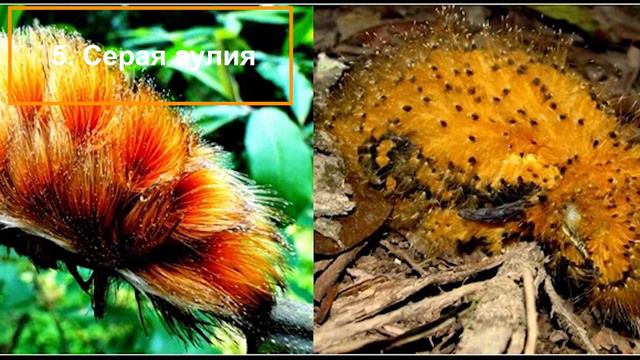 ТОП 10 ГЕНИЕВ КАМУФЛЯЖА в природе! смотреть онлайн