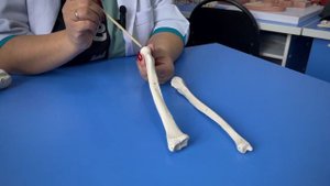 Анатомия костей свободной верхней конечности
