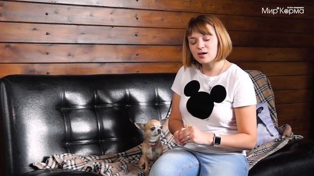 Крошка Би и рассказ о славных чихуахуа
