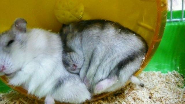 РАЗМНОЖЕНИЕ ХОМЯКОВ смотреть онлайн