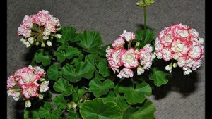 Apple Blossom Rosebud пеларгония