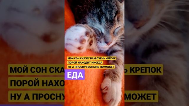 «СОНЯ» — кошки спят восемнадцать часов в сутки ?