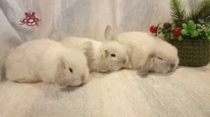 Декоративные вислоухие кролики