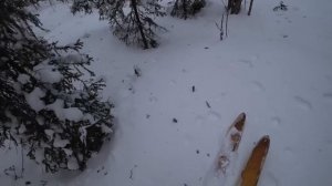 РЯБЧИКА РАЗОРВАЛО НА 5 ЧАСТЕЙ!!! ОХОТА НА БОРОВУЮ ДИЧЬ С 223 КАЛИБРОМ!