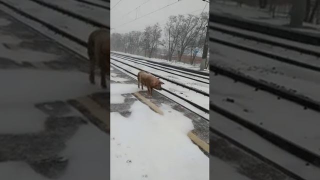 ??Отстали от поезда ? смотреть онлайн