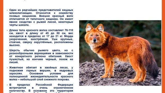 "Виртуальное путешествие по страницам Красной книги"