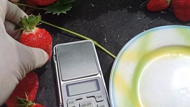 Земляника СИБИЛЛА - прекрасный сорт ксд! Омск,21.06.2023г. смотреть онлайн