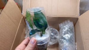 ФИКУСЫ почтой_4 новых СОРТА БЕНДЖАМИНА