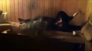 Собака в бане ?