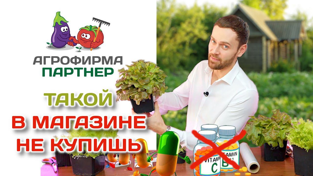 Такой в магазине не купишь! Как вырастить шикарный салат дома #зимнийогород #витамины