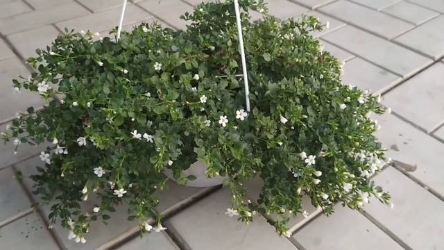 Обзор моих растений на конец июля 2021. смотреть онлайн