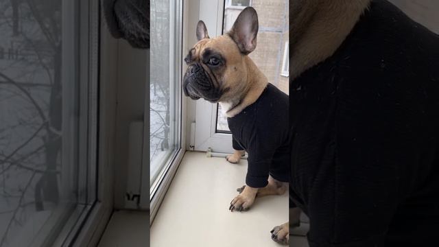 #собакаприколыюмор #собакаприколыжизнь #французскийбульдог #frenchbulldog #рек #рекомендации