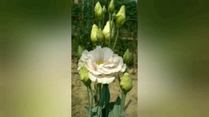 Nandini (Eustoma grandiflorum) / Lisianthus in Banglaesh