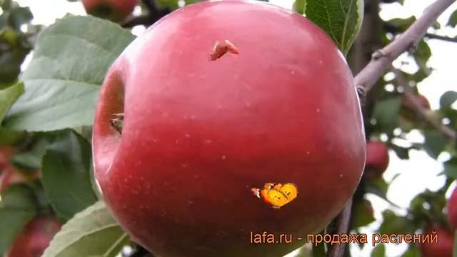 Яблоня гибридный Красное раннее (krasnoe rannee) ? обзор: как сажать, саженцы яблони Красное раннее