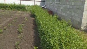 Подстригаем живую изгородь ровно дешёвой, аккумуляторной машинкой