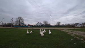 Хорошо в деревне/  Нефтегорск/ Краснодарский край
