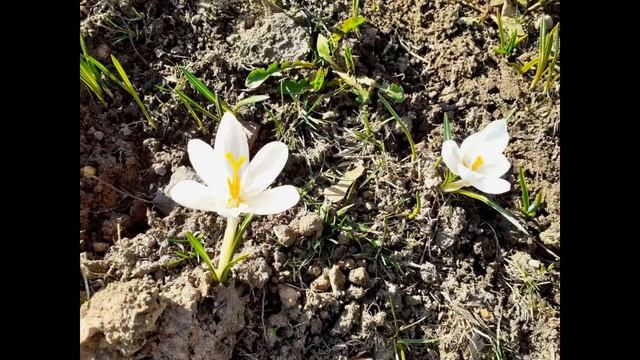 Цветение крокусов в парке Музеон 25.03.2020 смотреть онлайн