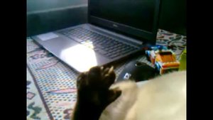 Первая течка у кошки!