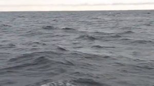 волны белого моря