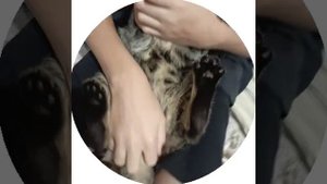 Вот это валына у барбоса