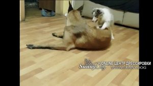 Правильные игры собаки и щенка. Социализация щенка. как правильно выбрать друзей для щенка