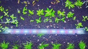 Мой отзыв о светильнике Aquael Leddy slim plant