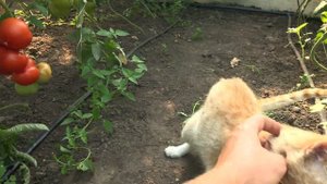 Томаты в теплице ОБЗОР.  ЛУЧШИЕ Помидоры в теплице - ВОЛОВЬЕ сердце, кристал и пинк кристал