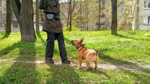 Минибультерьер Дан. Разные моменты дрессировки. Обучение бультерьера.