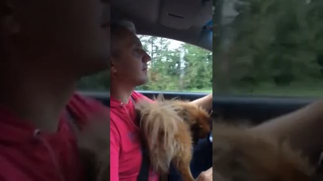 Шпиц Яша Новоивановское Зональный 9 Вот так Яша ездит на дачу смотреть онлайн