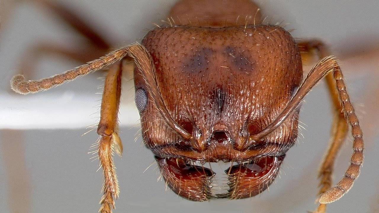 Звуки муравьев,  Жизнь на природе.  Звуки муравьев