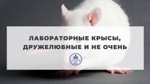 Лабораторные крысы, дружелюбные и не очень