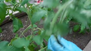 Пасынкуем и формируем томат индетерминантного типа в 1 стебель.