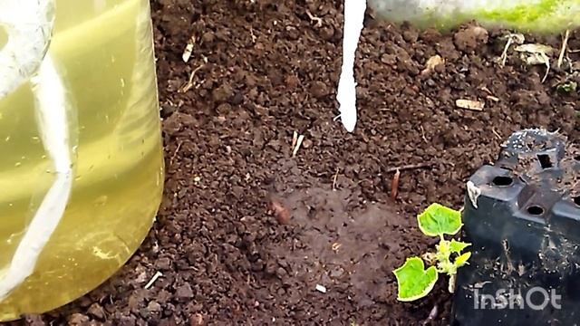 Капельный полив огурцов моими руками.3.05.2021г. смотреть онлайн