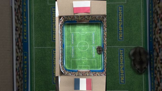 ПРОГНОЗ на матч ФРАНЦИЯ - ПОЛЬША от ХОМЯКА-ОРАКУЛА (Match prediction France - Poland,  ЧМ - 2022)