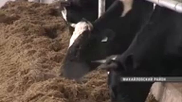 В Приморье доить коров будут роботы смотреть онлайн
