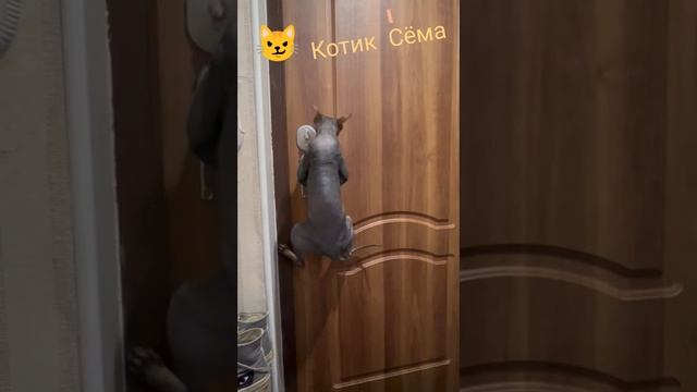 Котик Сёма #shorts
