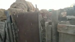 Купил телят! Второй сезон откорма)