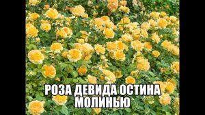 Роза Девида Остина Молинью