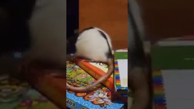 Спят усталые крысята смотреть онлайн