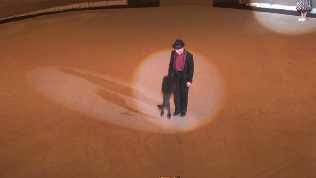 Юдины Королевские пудели. Январь 2017, г. Луганск смотреть онлайн