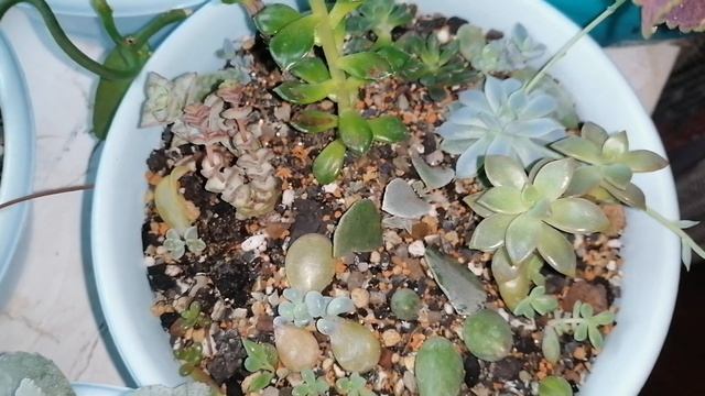 Комнатные цветы в доме. Восточное окно. смотреть онлайн