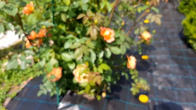 Роза Леди оф Шалот цветение на 19 июня 22 года смотреть онлайн