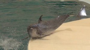 Представление дельфинов.