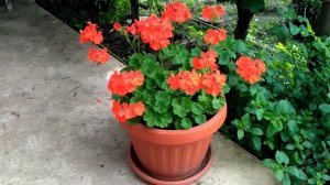 Обзор цветущей герани. Супер посадка герани.Герань на даче.