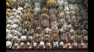 Уход за Астрофитумом в домашних условиях, популярные виды с фото