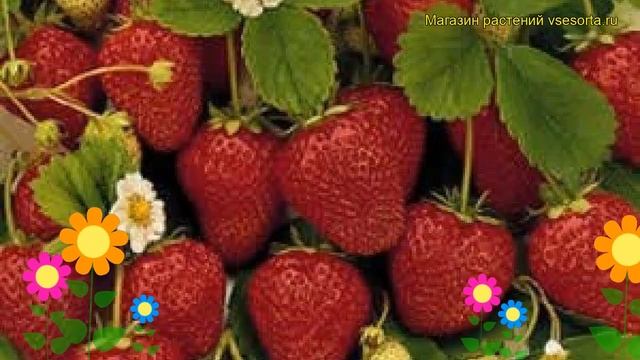 Земляника садовая Трибьют. Краткий обзор, описание характеристик fragaria ananassa Tribiut