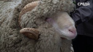 ХХIV Российская выставка племенных овец и коз стартовала в Каспийске