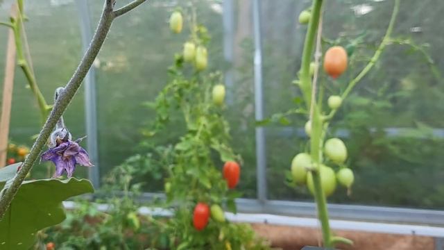 КАК БОРОТЬСЯ С ФИТОФТОРОЙ НА ТОМАТАХ!? смотреть онлайн