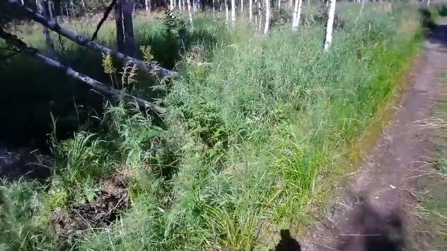 #Коп металла на УЖД.УХОДИМ ГЛУБЖЕ В ТАЙГУ НАХОДИМ БОЛЬШЕ МЕТАЛЛА Ч 2 (рельсы как грибы после дождя) смотреть онлайн